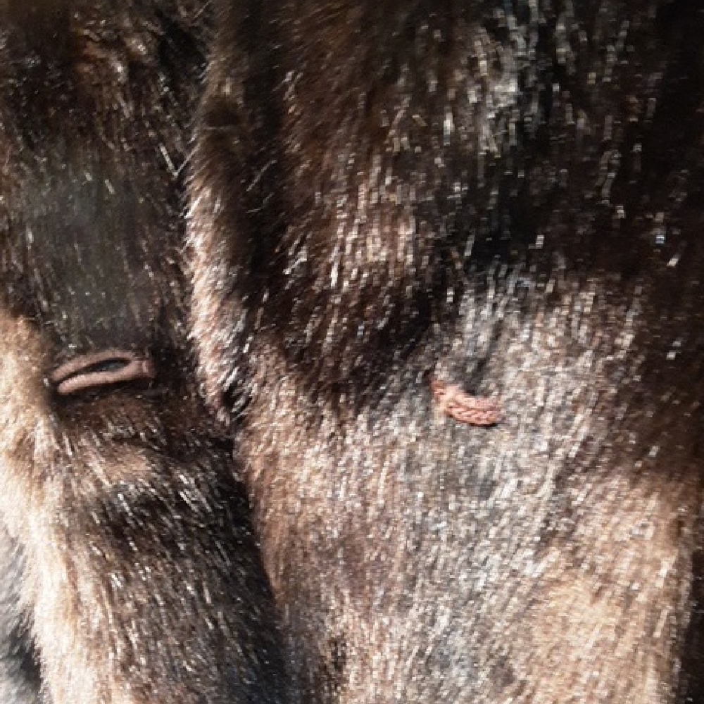 Beaver Fur View 2